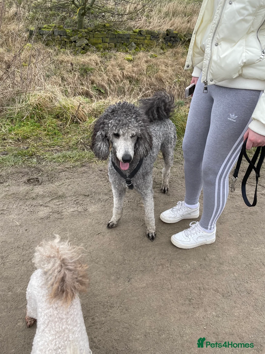 Standard Poodle dogs for stud: Silver standard poodle  in Wakefield - Advert 7