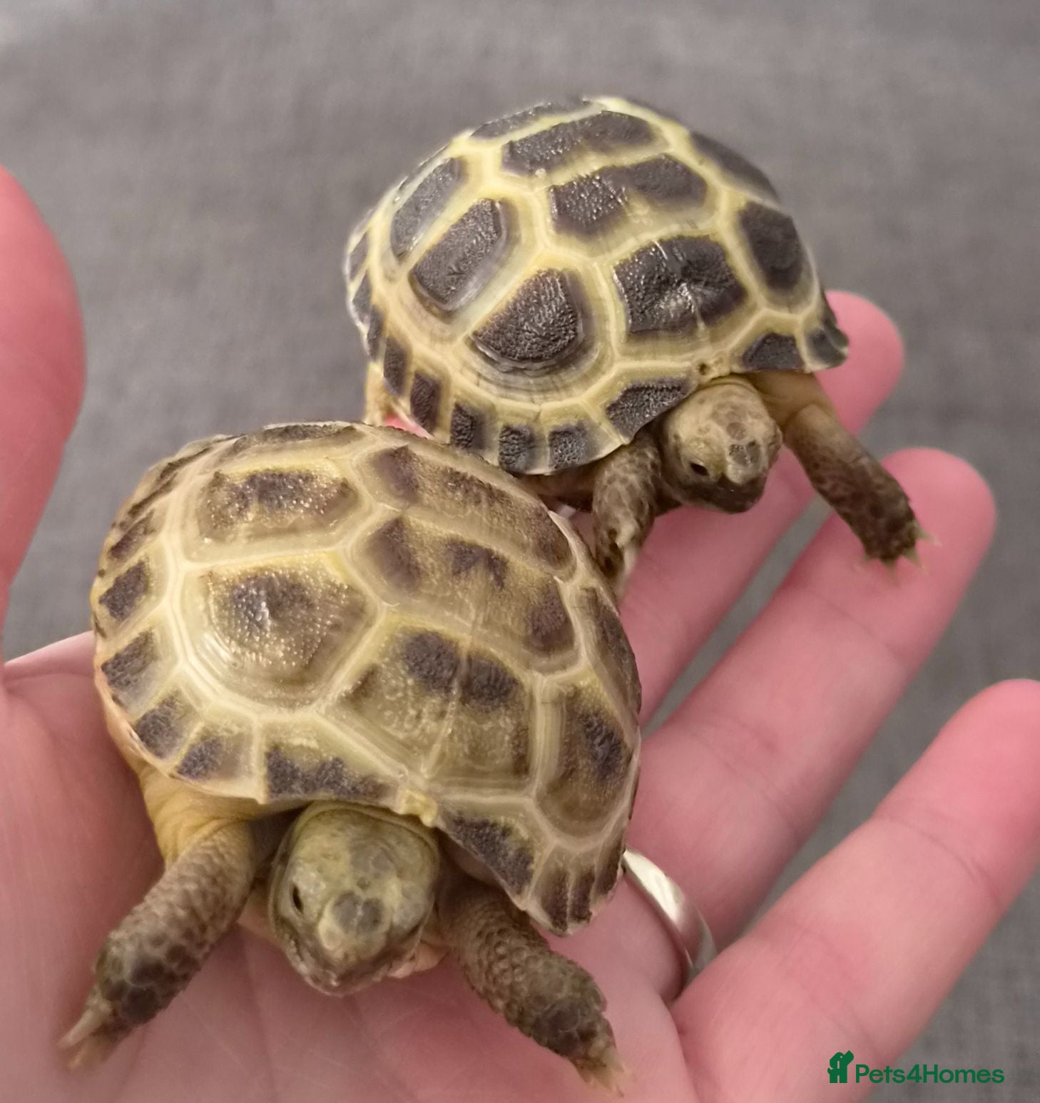 Tortoise reptiles 2 Horsefield Baby Tortoises - Advert 1