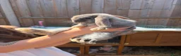 Mini Lop rabbits for sale: Harlequin Mini Lops  in Chesterfield - Advert 2