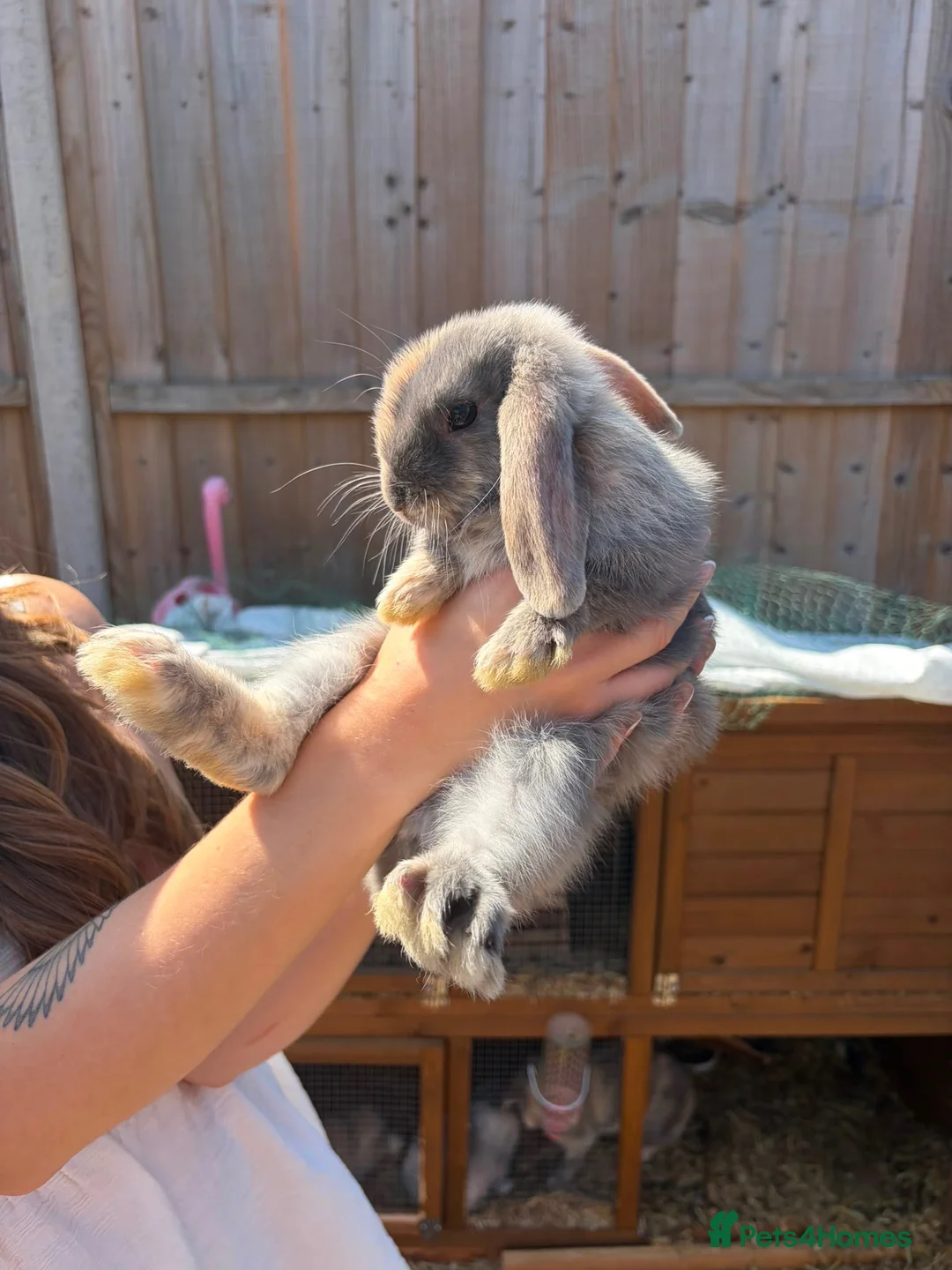 Mini Lop rabbits for sale: Harlequin Mini Lops  in Chesterfield - Advert 2