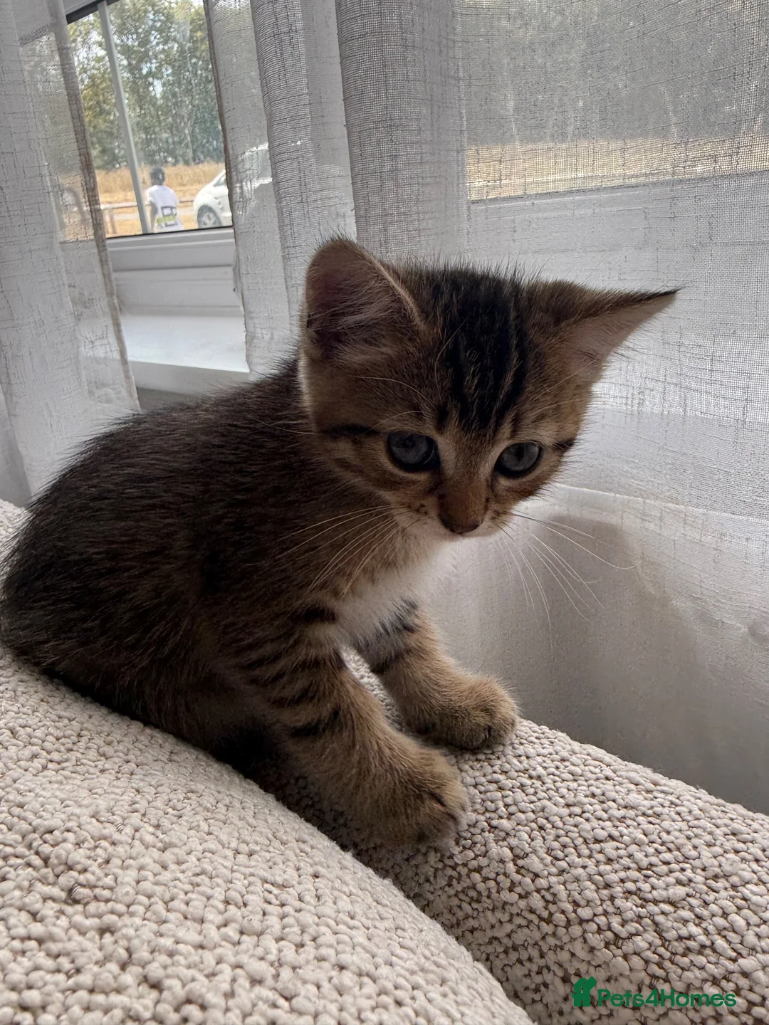 Mixed Breed cats for sale: Half Persian little boy in Buckingham - Advert 2