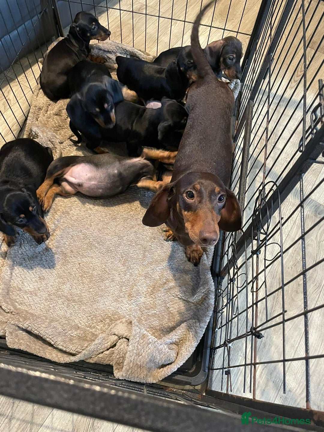 Dachshund dogs for sale: Dachshund Puppies Ready Now Fully Vaccinated  - Image 9