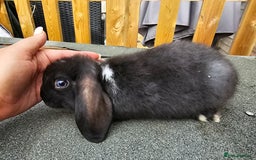Mini Lop rabbits for sale: Mini lops ready now. - Image 1