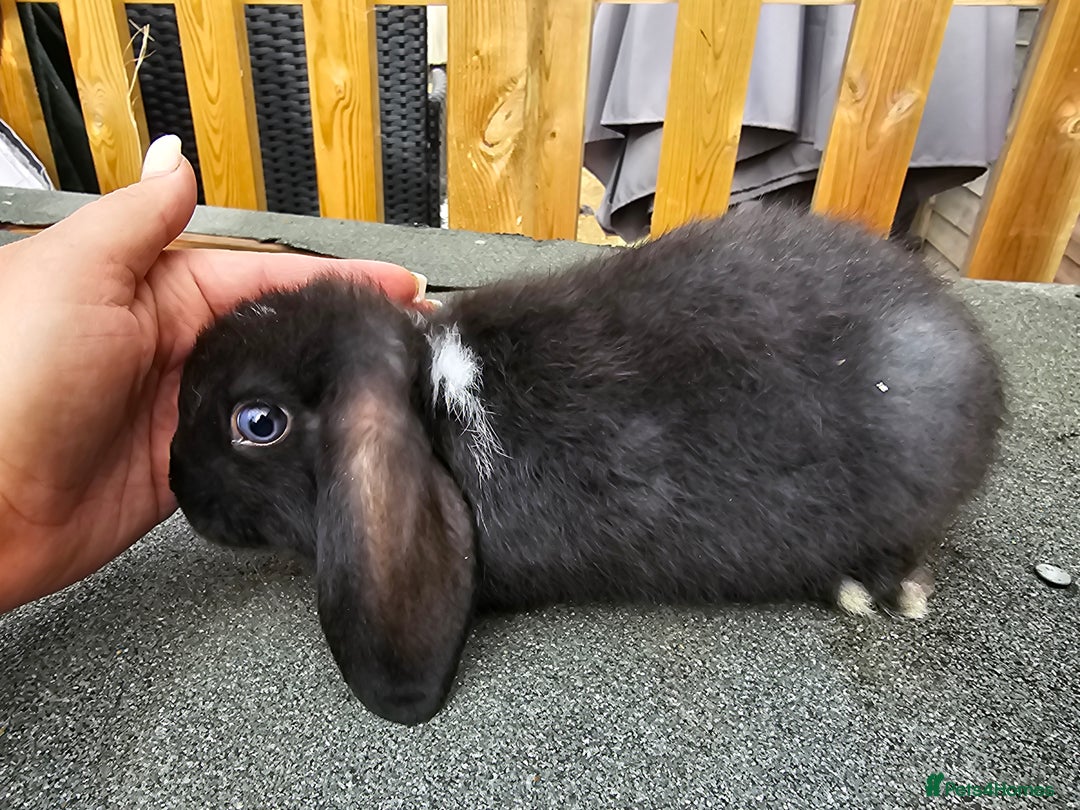 Mini Lop rabbits for sale: Mini lops ready now. - Image 1