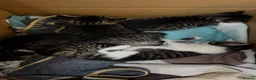 Mixed Breed cats for sale: Little Hearts Looking for Big Love 🐾   - Advert 6