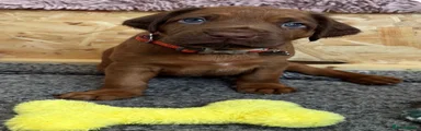 Rhodesian Ridgeback SIMBA