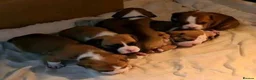 Mixed Breed dogs for sale: English bulldog X Boxer puppies - Advert 2