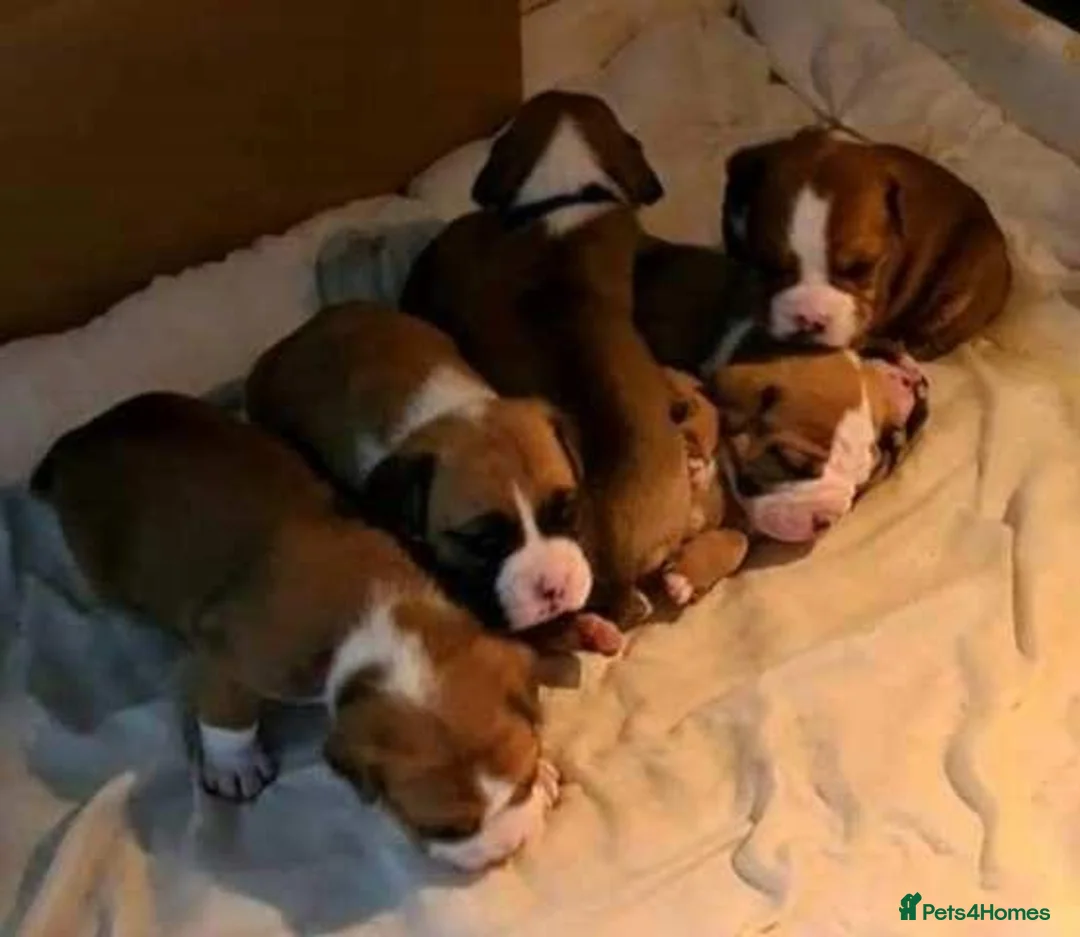 Mixed Breed dogs for sale: English bulldog X Boxer puppies - Advert 2
