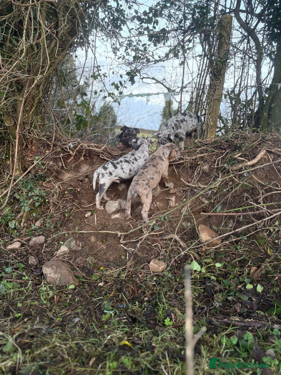 Olde English Bulldogge dogs for sale: 3 male puppy Olde English Bulldogges left - Advert 19