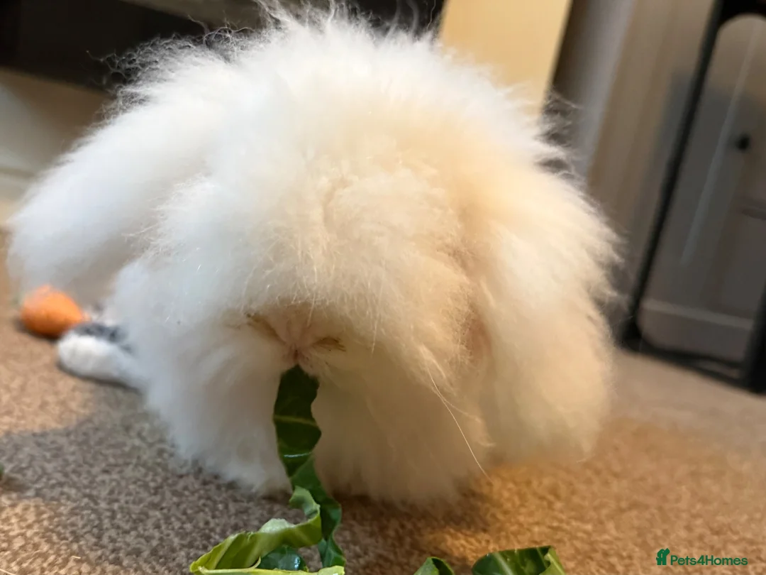 English Lop rabbits for sale: White long haired rabbit - Advert 1