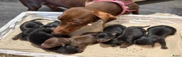 Miniature Dachshund dogs for sale: Miniature dachshund  - Advert 2