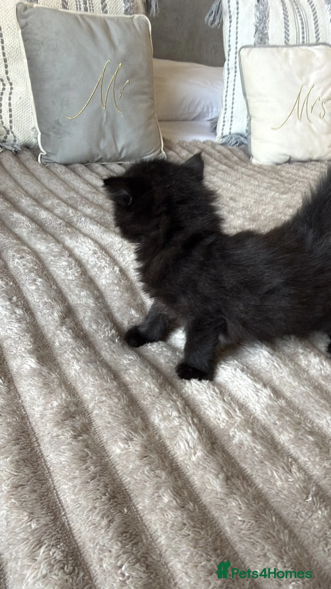 Mixed Breed cats for sale: kitten - Advert 4