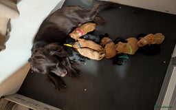 Cockapoo dogs for sale: Stunning f1 Cockapoo puppy's  - Image 1