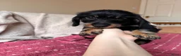 Dachshund dogs for sale: 5 Standard wire hair daschunds - Advert 3