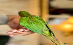 Parrots birds for sale: Adorable Hand-Reared Baby Conures – 10 Weeks Old - Image 5