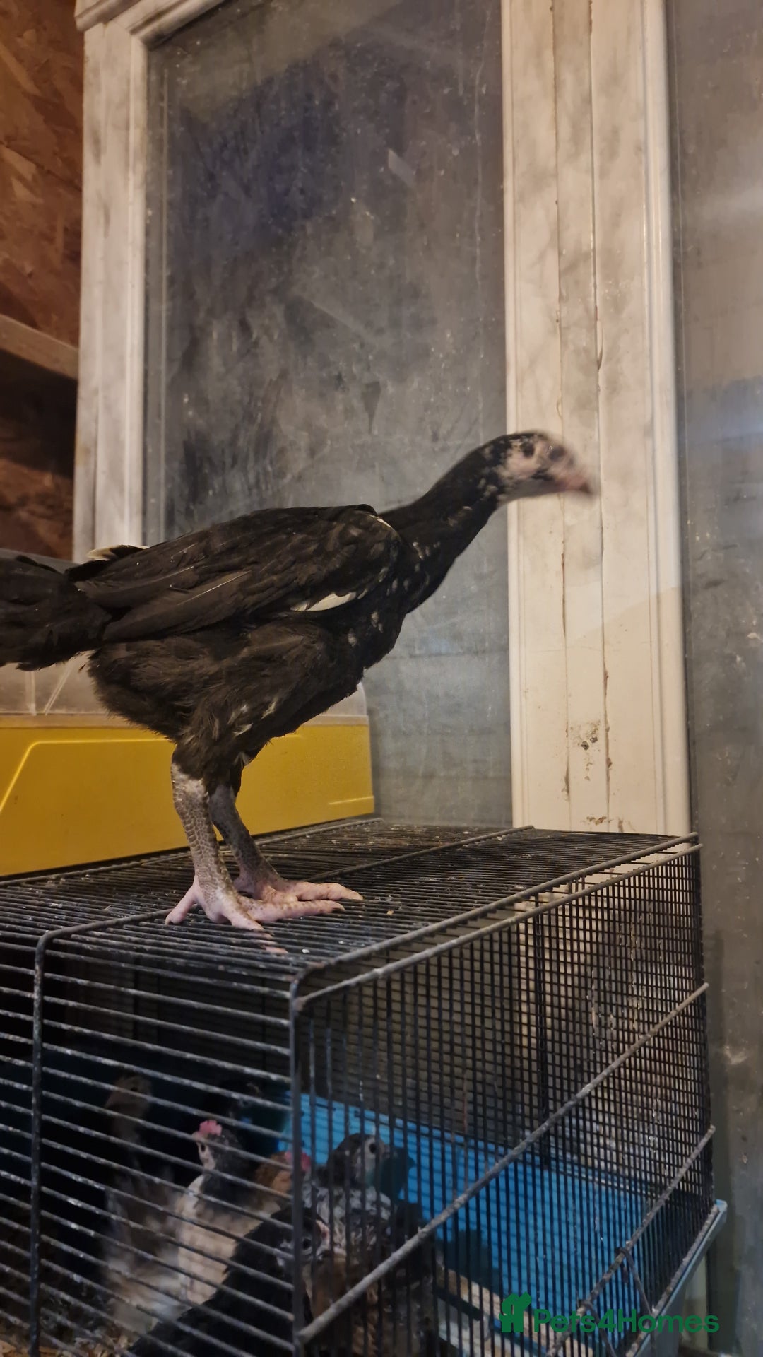 Chickens poultry for sale: Premium Japanese O-Shamo Chicks for Sale - Image 1