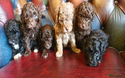 Cavapoo dogs for sale: Gorgeous f1bb Multicolour Cavapoo pups - Image 8