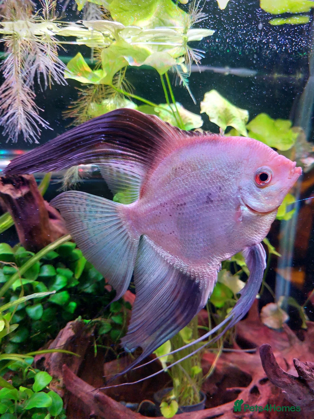 Angelfish fish for sale: Angelfish  - Advert 3