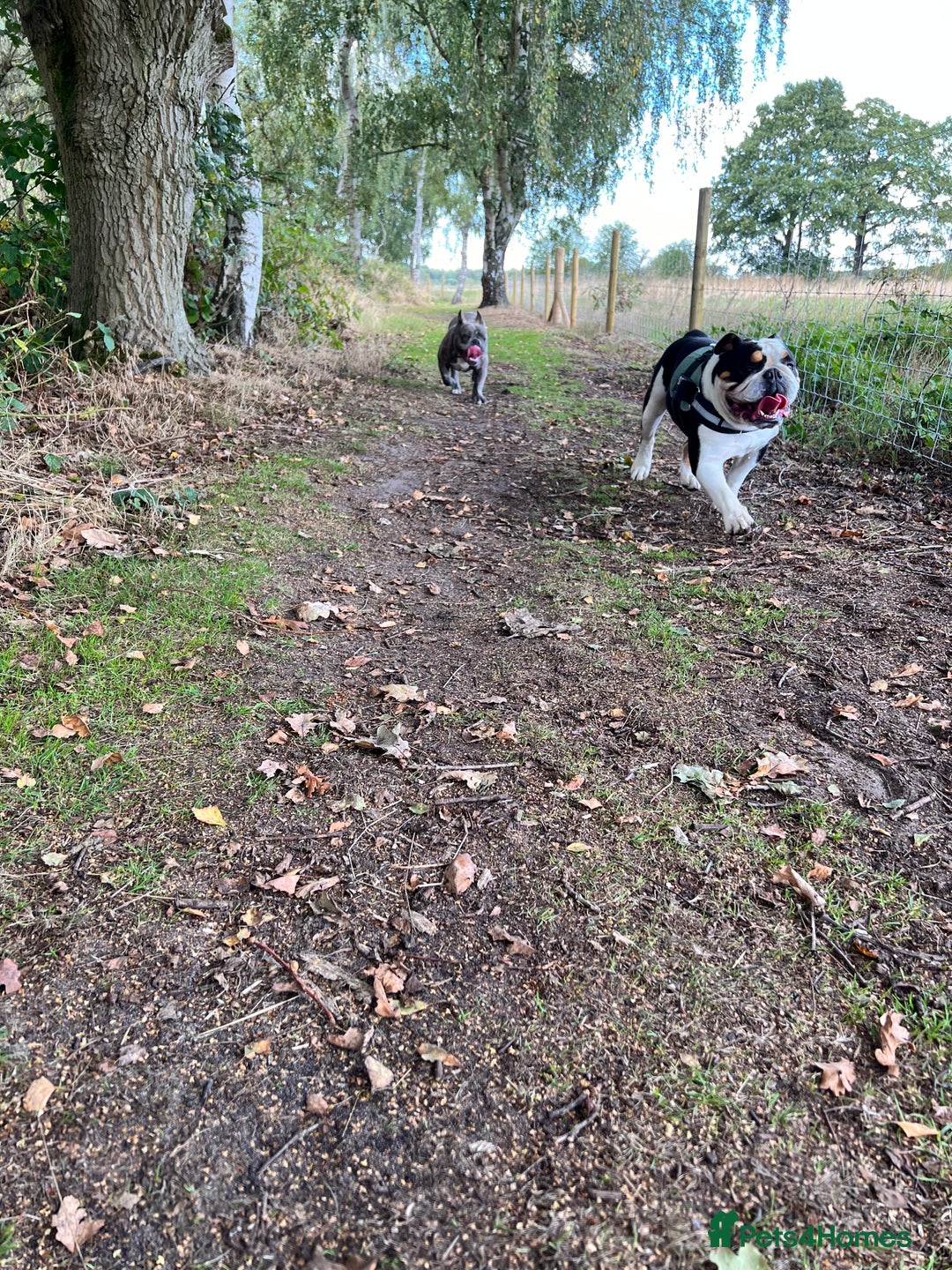 English Bulldog dogs for sale: 5 Year Old Tri Coloured English Bulldog. - Image 4