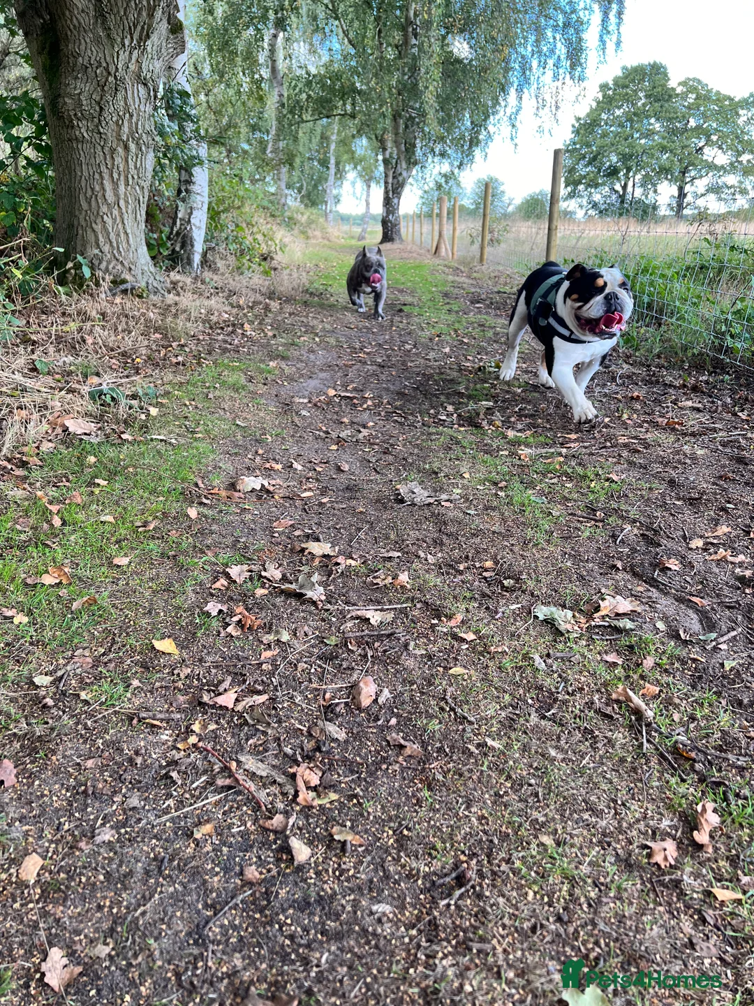 English Bulldog dogs for sale: 5 Year Old Tri Coloured English Bulldog. - Advert 5