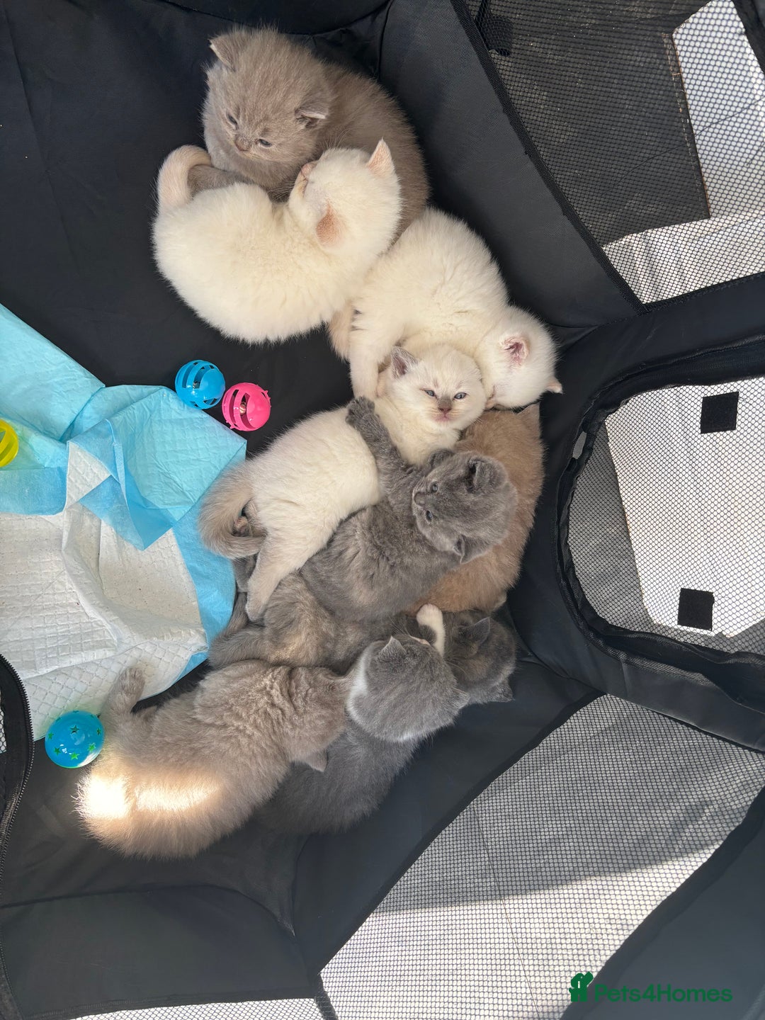British Shorthair cats for sale: 2 LITTERS GCCF HEALTH TESTED BSH KITTENS - Image 3