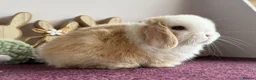 Mini Lop rabbits for sale: Mini lop boys and girls  - Advert 10