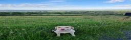 Labrador Retriever dogs for sale: Black Lab Pups INT FT Ch Sire Champion Bloodlines - Advert 2