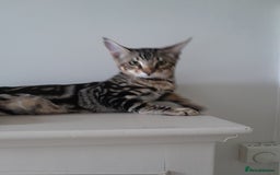 Savannah cats for sale: Full Pedigree TICA Reg Marbled Savannah Boy Kitten - Image 25