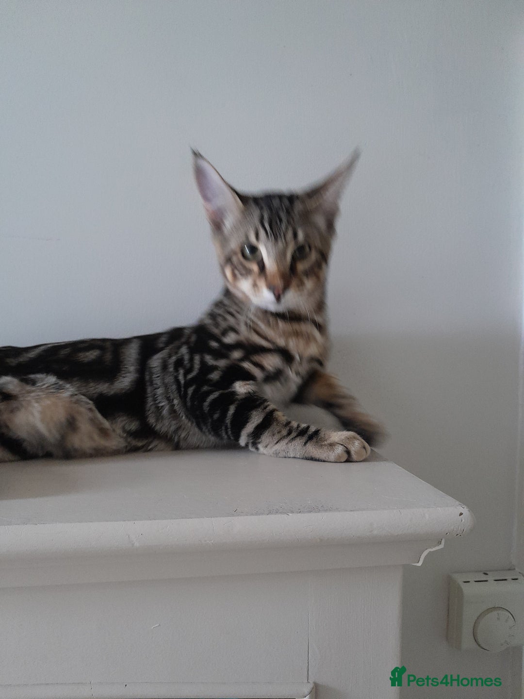 Savannah cats for sale: Full Pedigree TICA Reg Marbled Savannah Boy Kitten - Image 25