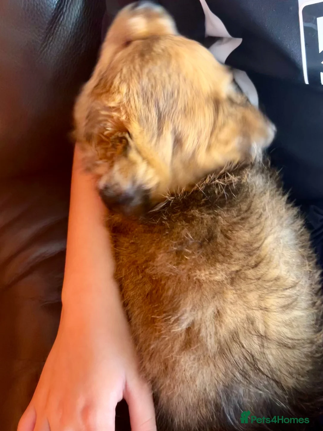 Mixed Breed dogs for sale: Beautiful mix Maltese, and Yorky poo in Chester-le-Street - Advert 2