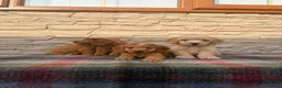 Cockapoo dogs for sale: F1 Cockapoos (council licensed breeder  - Advert 5