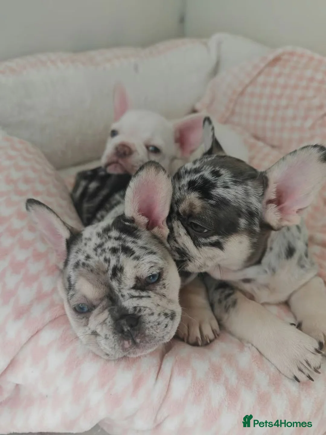 French Bulldog dogs for sale:  Exceptional French Bulldog Puppies - Advert 2