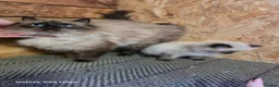 Ragdoll cats for sale: Stunning  full Ragdoll kitten ready to go  - Advert 7