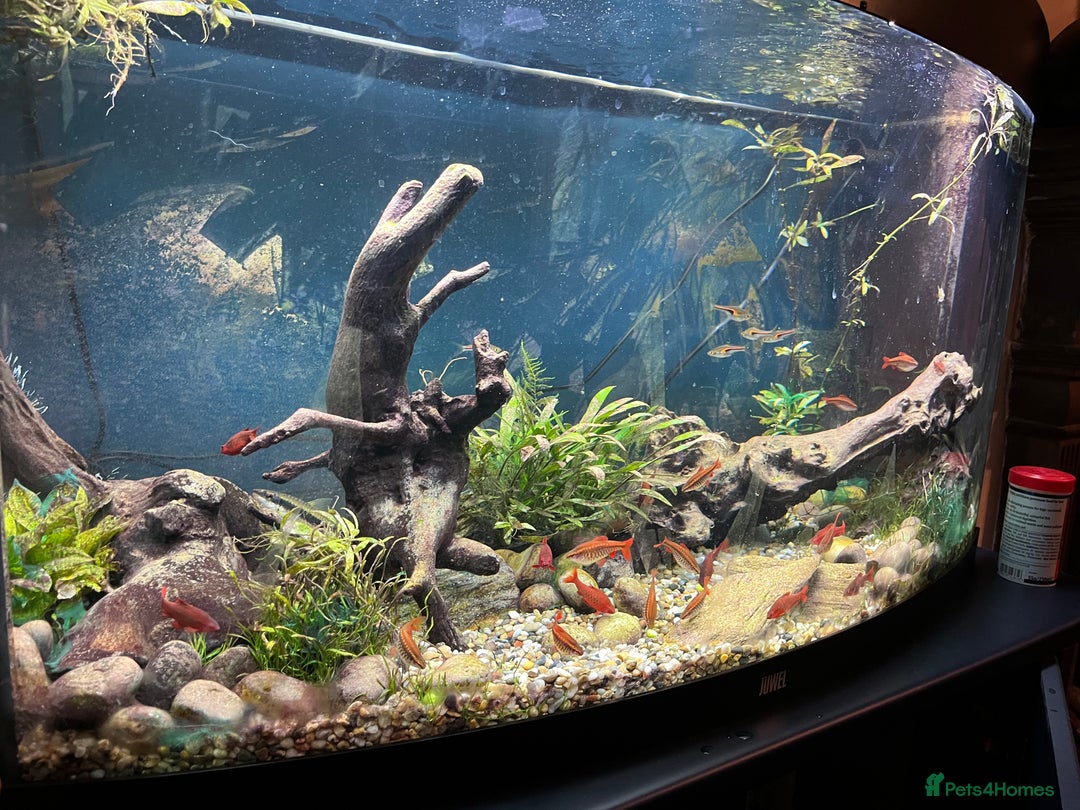 Other/Mixed Breed fish for sale: Fish and 180 litre fish tank free to a good home - Advert 2