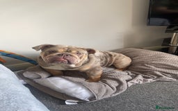 English Bulldog dogs for stud: Teddy bear 🧸 English bulldog stud in Newcastle upon Tyne - Image 7