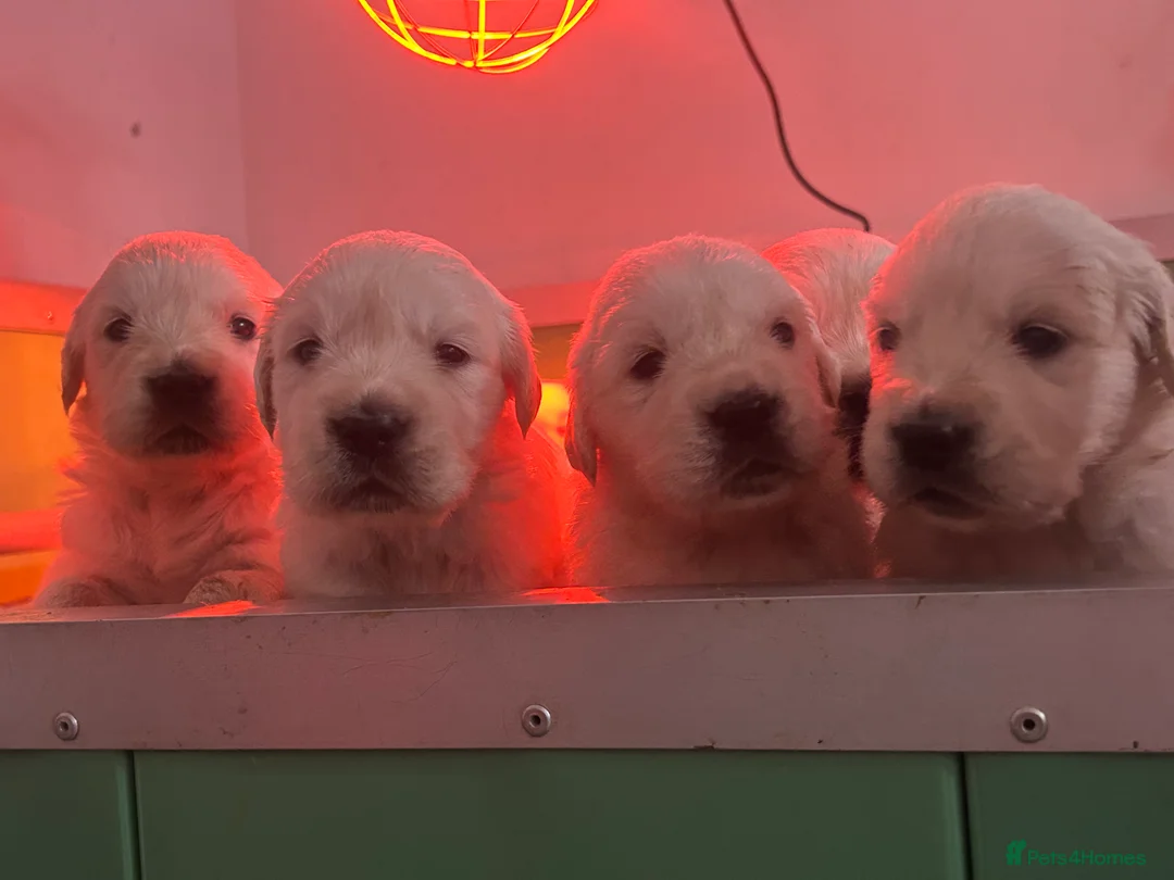 Golden Retriever dogs for sale: English cream golden retrievers - Advert 6