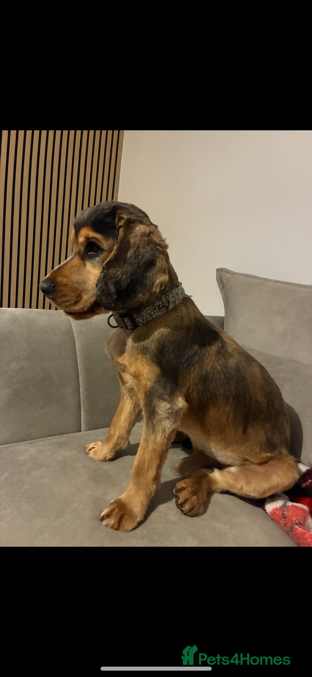 American Cocker Spaniel dogs for stud: 👑 PRINCE 👑  - Image 7