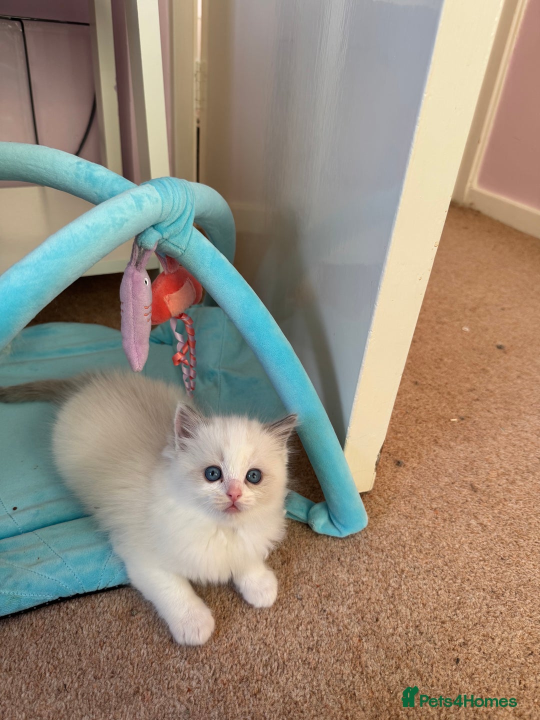 Ragdoll cats for sale: Beautiful Registered Ragdoll Kittens Available  - Advert 32