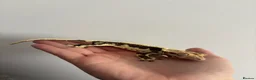 Gecko reptiles for sale: Lilly White Crested Gecko For Sale in Hertford - Advert 2
