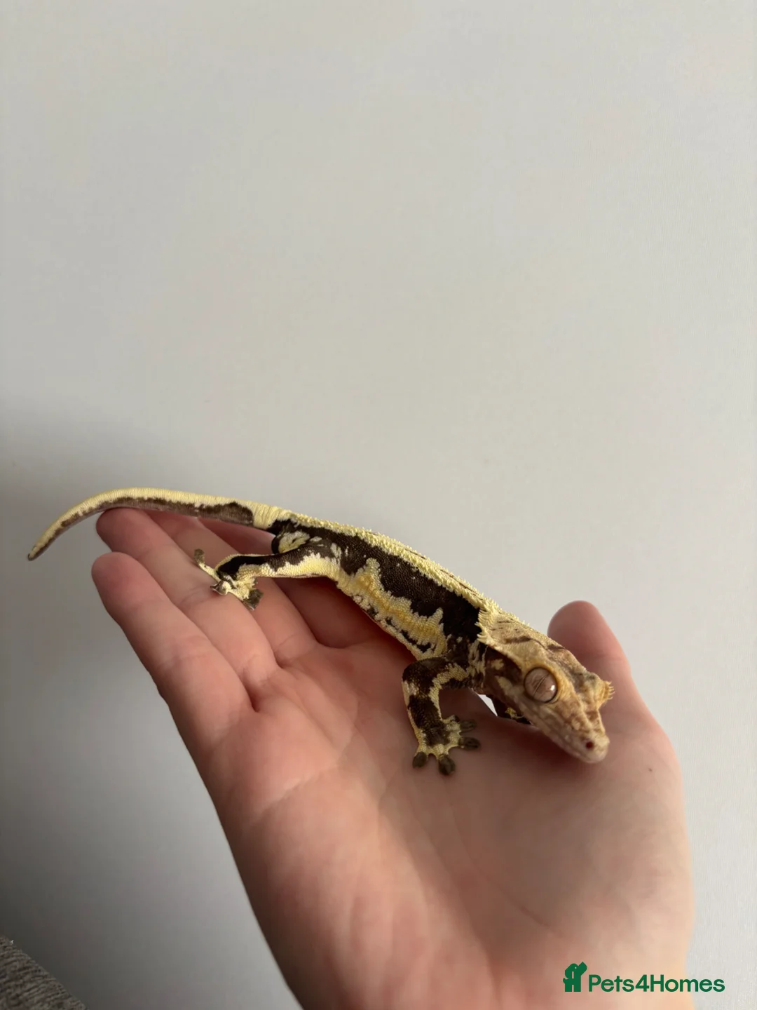 Gecko reptiles for sale: Lilly White Crested Gecko For Sale in Hertford - Advert 2