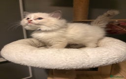 Ragdoll cats for sale: Tica European Ragdoll kittens  - Image 5
