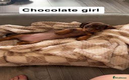 Dachshund dogs for sale: Dachshund puppies - Image 3