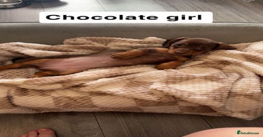 Dachshund dogs - Advert 11