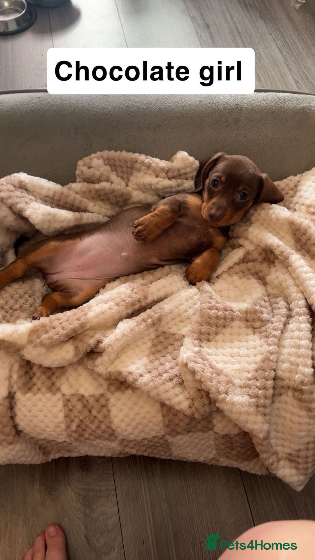 Dachshund dogs for sale: Dachshund puppies - Image 3