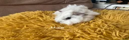 Guinea Pig rodents for sale: Gorgeous baby Guinea Pigs - Advert 4