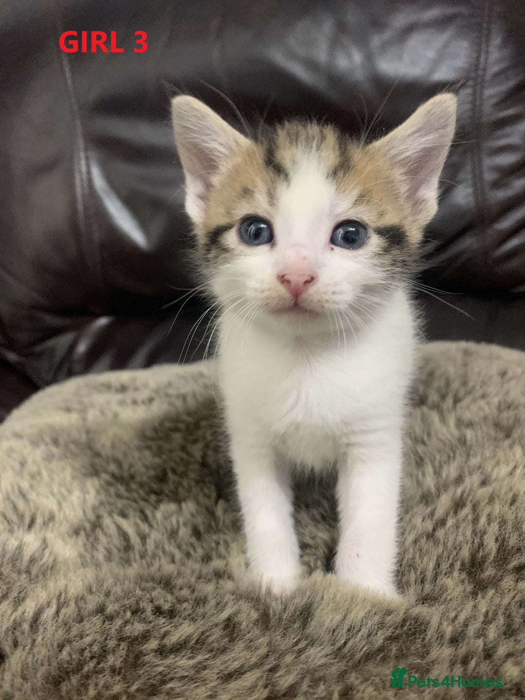 Mixed Breed cats for sale: 6 X BEAUTIFUL MIXED BREED KITTENS BORN 23.08.2025  - Image 11