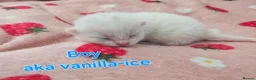 Mixed Breed cats for sale: Tonkinese cross kittens  - Advert 6