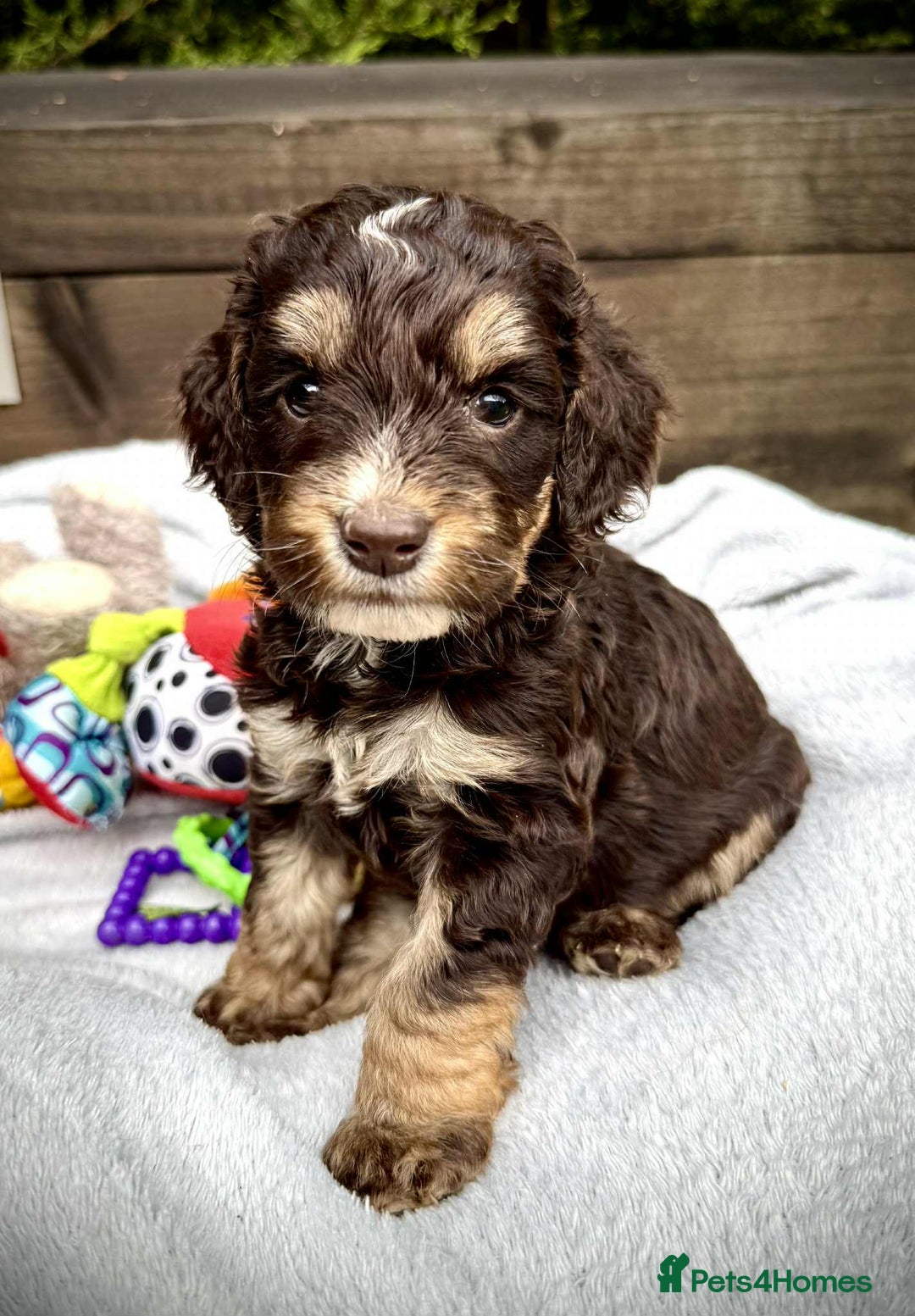 Cockapoo dogs for sale: 🤎🧡F1 Extensively Health Tested Cockapoos🧡🤎 - Image 8