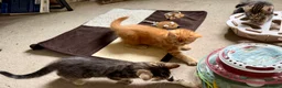 Mixed Breed cats for sale: Adorable bengal&tabby mix kittens  - Advert 4