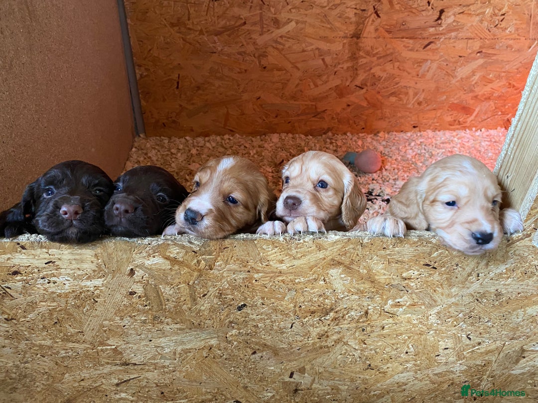 Cocker Spaniel dogs for sale: Beautiful KC Registered Cocker Spaniels - Image 12